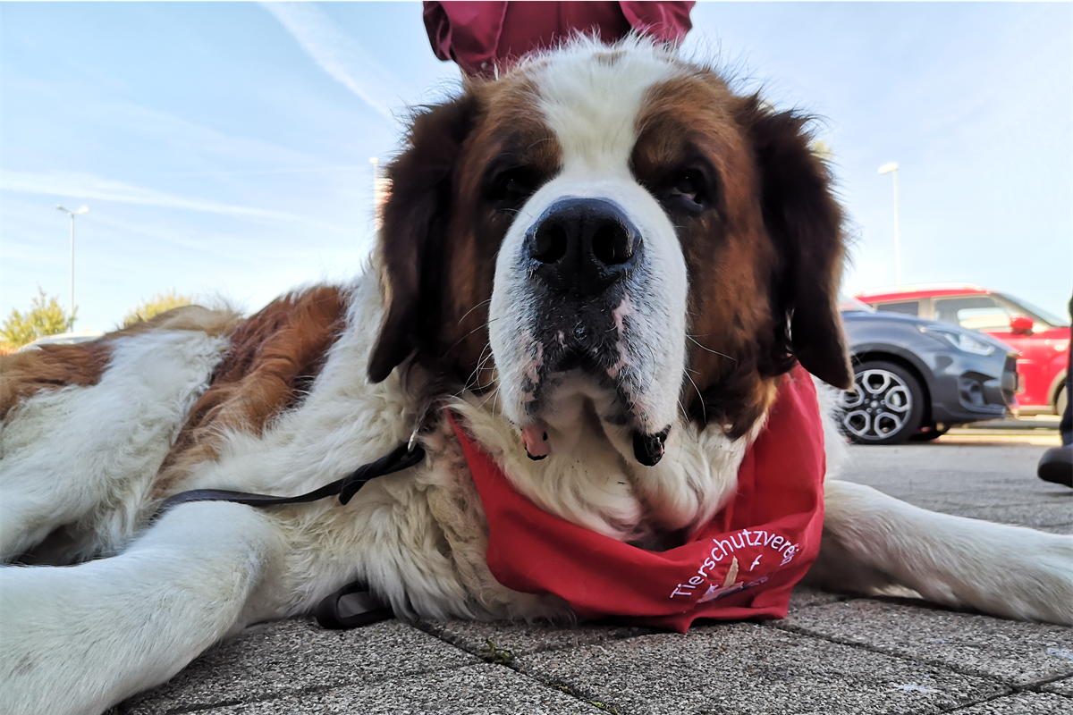 Für unsere tierischen Freunde